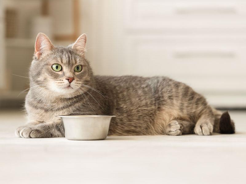 Gatto davanti alla ciotola del cibo