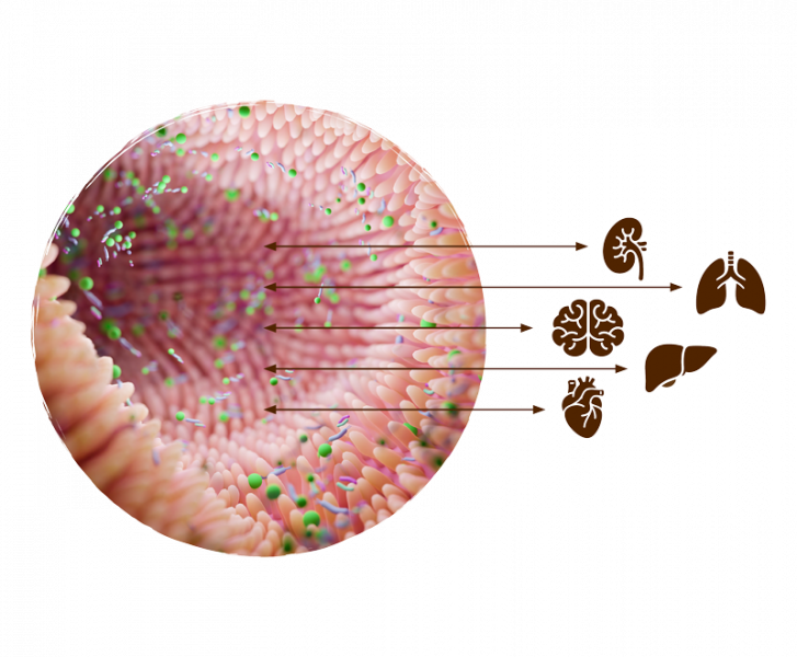 Illustrazione del microbioma